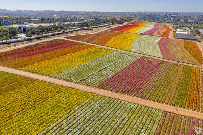 Fifty-five acres of flowers bloom each spring, drawing many visitors to Carlsbad.