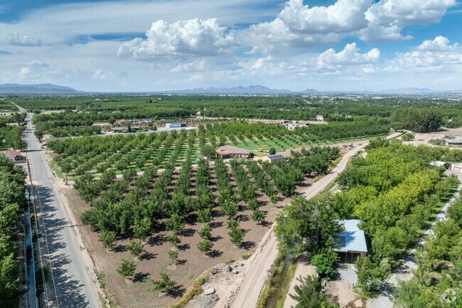 Pecan orchards are common sight in Mesilla.