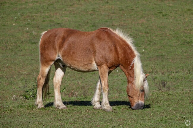 You can spot all kinds of farm animals around Franklin.