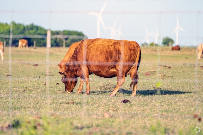 Raymondville is known for it's nearby farms and ranches that keep the agriculture industry alive in the area.