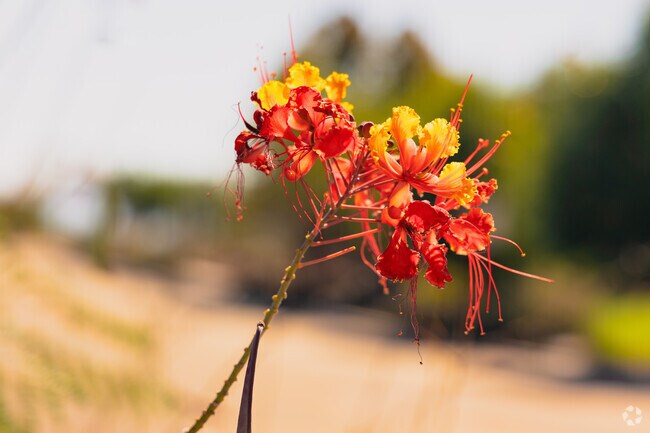 Desert landscaping and blooming flora add curb appeal to Lakeside Park properties.