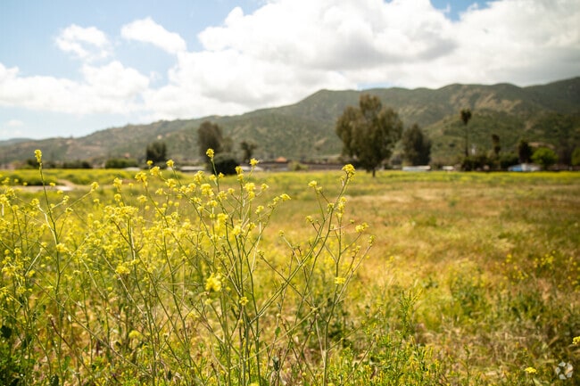 Open Field with Wildflowers Blooming in Lakeland Village CA.
