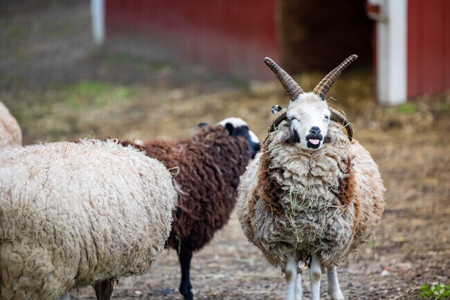 The animals at Hoyt Farm in Commack have a sense of humor.