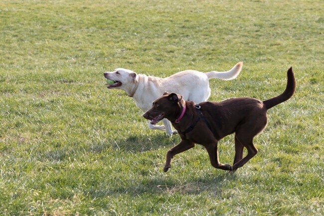 Dogs from Chapel Ridge run free at Dogwood Park’s off-leash area in Lee’s Summit.