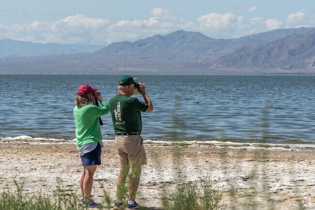 Discover the diverse wildlife and birdwatching opportunities at the Salton Sea, a unique experience for North Shore residents.