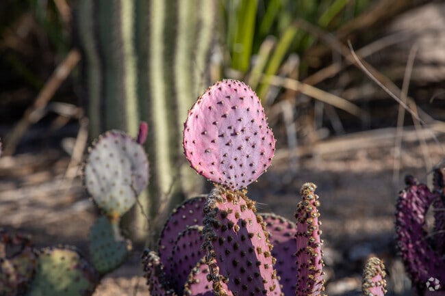 Native Cacti among many other wildlife can be found in Coyote Corridor.