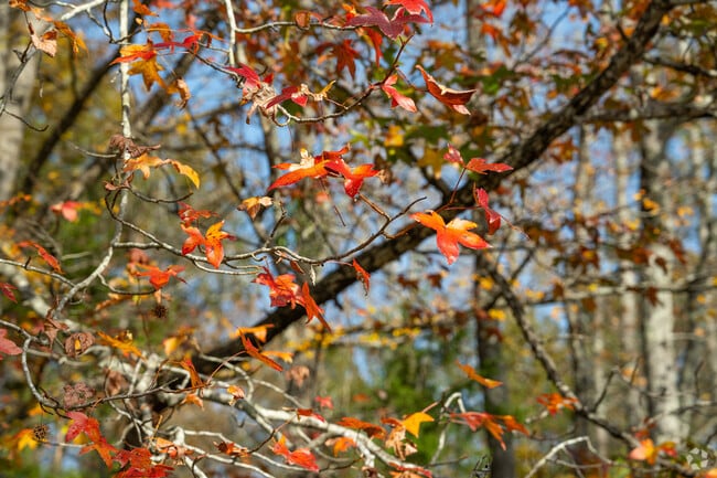 Locals enjoy the natural landscape in Town Center.