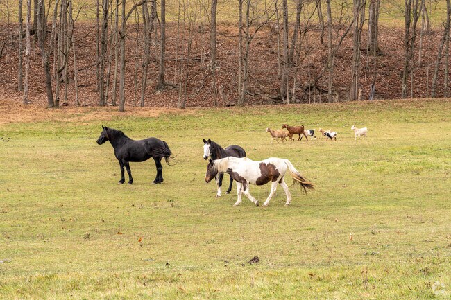 As a visitor to Union, you may find more four-legged residents than people.