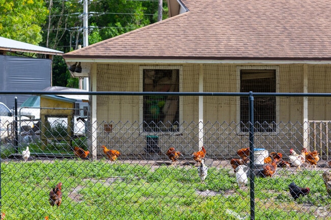 Live domestic animals can be seen around the neighborhood of The Acreage.