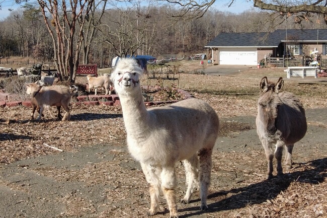 The Nokesville little goat farm is a great place to take children for educational fun.