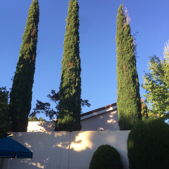 Susan Damsgaard Brand