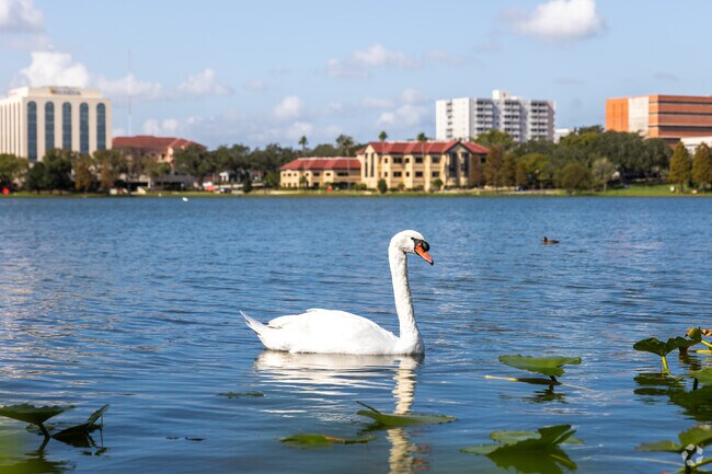 The Famous Majestic Swans of Lake Morton are Lakelands most Iconic Symbol.