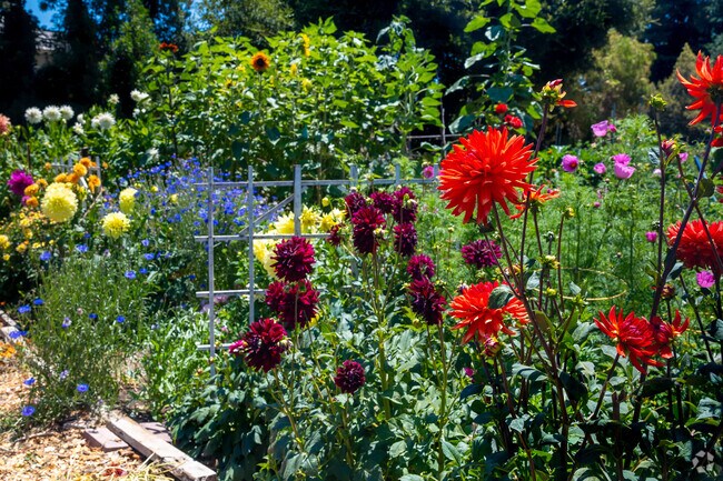 Flowers of all colors beautify the outdoor space at Rinconada Community Garden.
