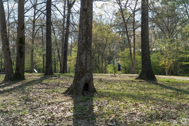 Alabaster, AL, has very tall, old trees along the walking trail at Buck Creek Park.