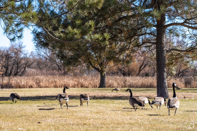 Wild geese are a common sight in open areas near Fox Farm-College.