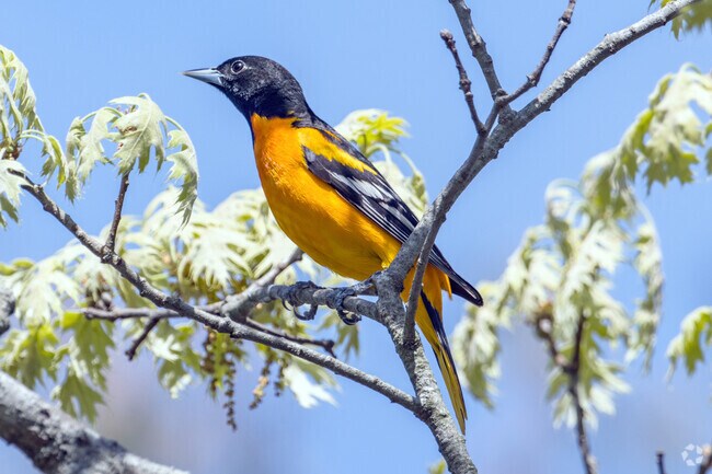 Residents of Allenton can enjoy the company of many migratory birds like this Baltimore oriole.