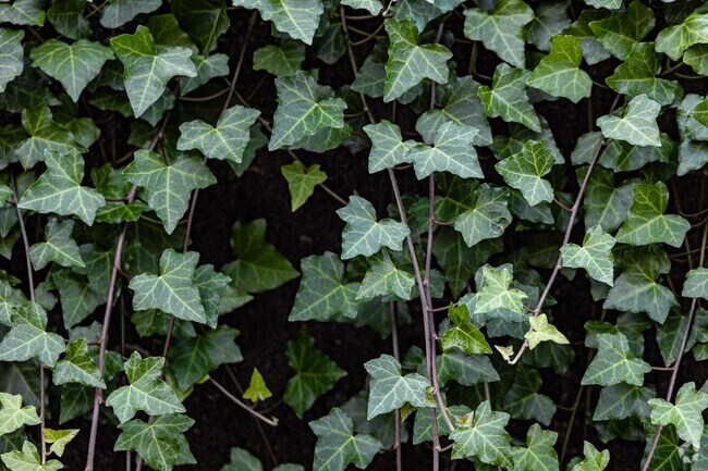 Shriners is a walkable neighborhood and has an anti-suburban feel with its unique homes.