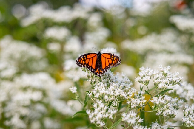 Acacia Reservation's conservation efforts make it a must-visit for eco-conscious visitors.
