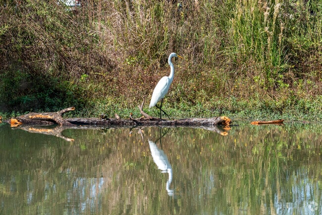 Animals thrive, creating a diverse ecosystem within WG Jones State Forest.