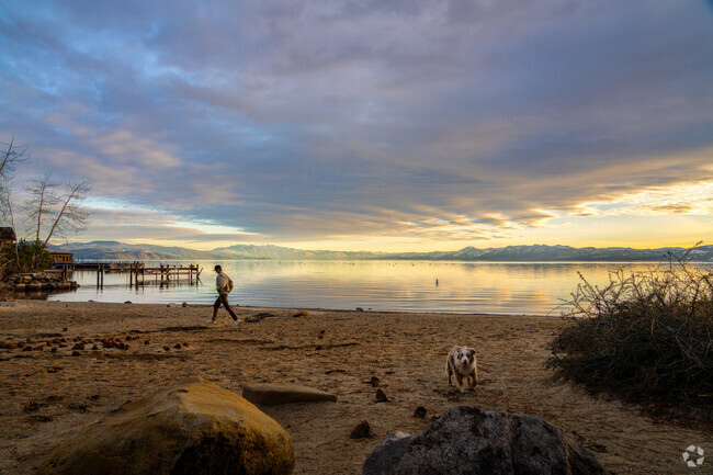 Dog lovers from Truckee bring their friends to run and play at beautiful Lake Tahoe.