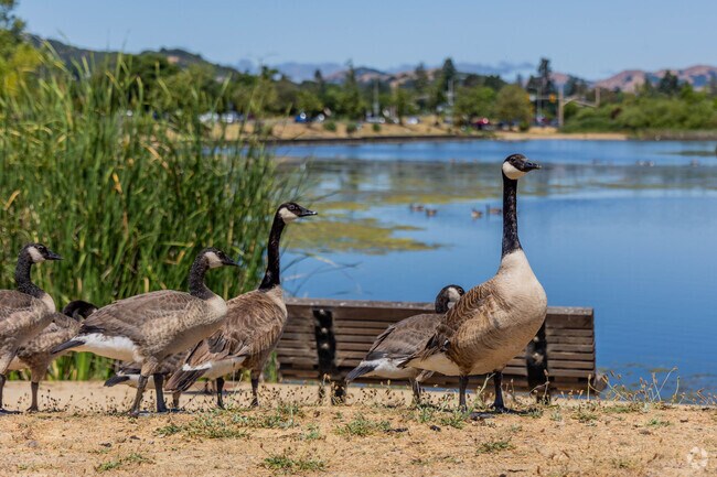 Scottsdale Pond in Midwest Novato is known for having a large bird sanctuary.