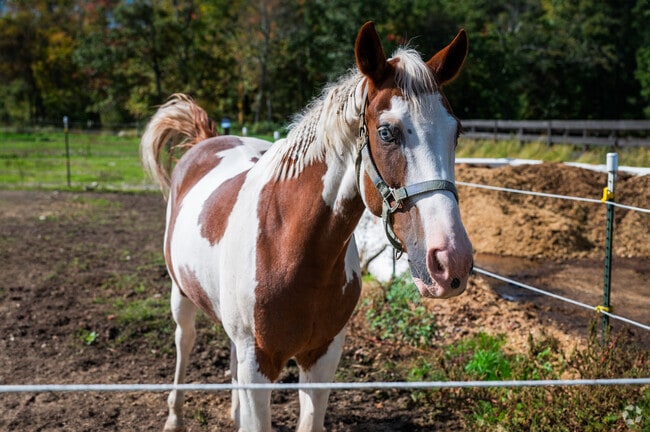 Windfall Equestrian offers riding classes to Plainville residents of all ages.
