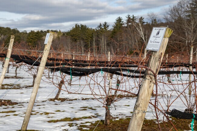 Salisbury residents can enjoy locally made wine from Black Bear Vineyards.