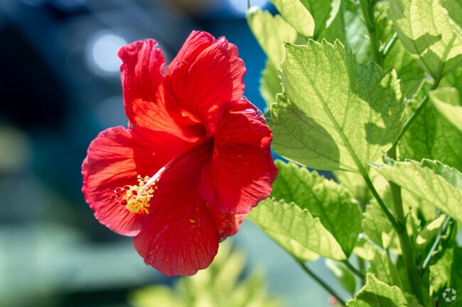 Homes in Santa Rosa feature colorful gardens.