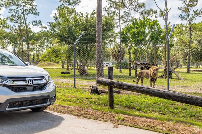 See the lions close up at Lion Country Safari, near Westlake, West Palm Beach, FL.