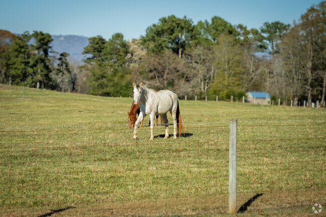 Horses and other livestock can be found all throughout Tigerville.