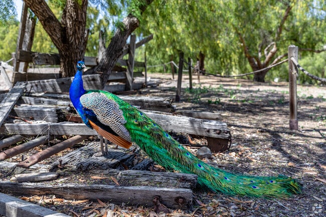 Leo Carrillo Park is a historic Carlsbad park known for its wild peacocks.