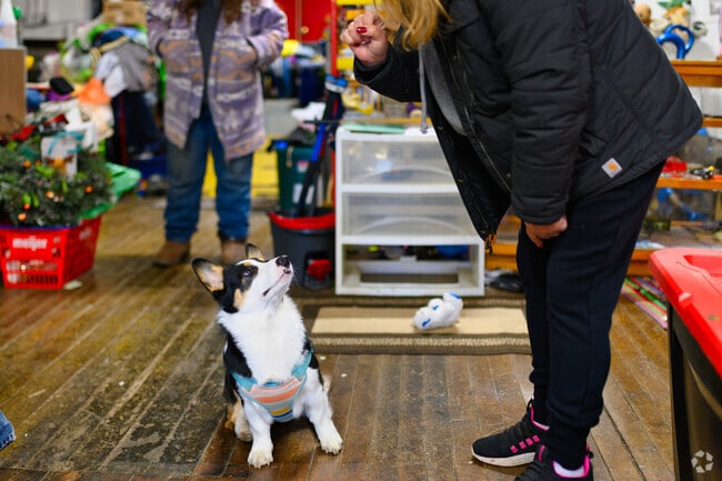 A friendly Corgi sits for a treat at Vermontville Variety in downtown Vermontville.