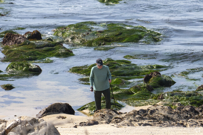 A man checking the sea moss in the Pacific Grove neighborhood.