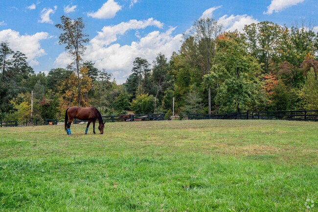 Mason Neck Serves as an Oasis for humans and horses alike.