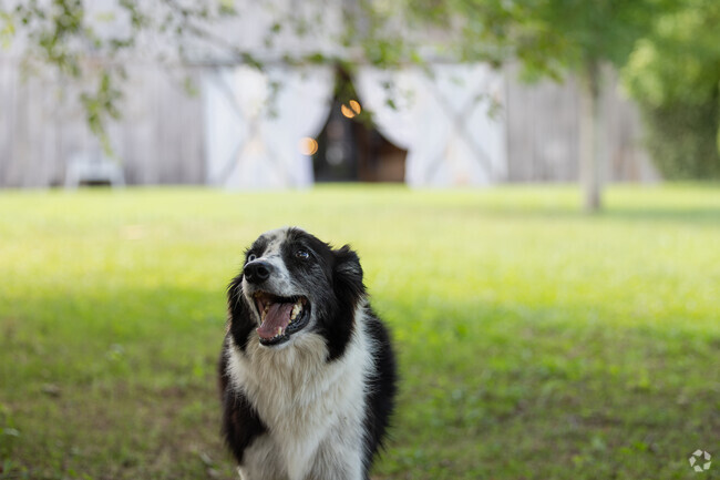 Farm dogs make great companions for many of the residents of High Point.