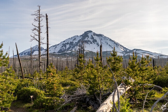 The woods surrounding Sisters are a popular spot for campers.