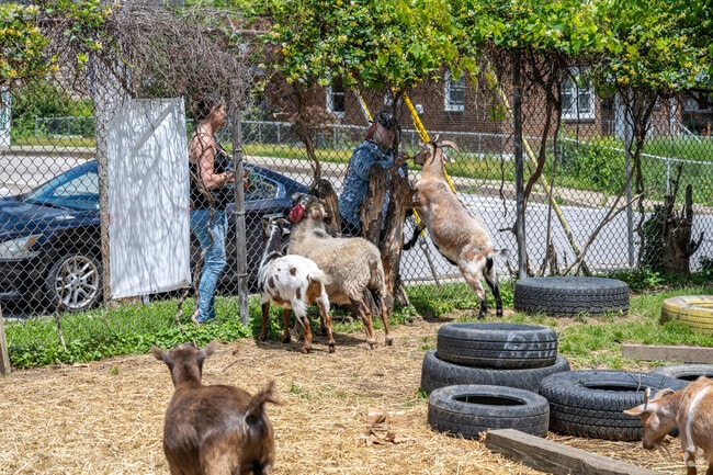The Filbert Street Garden in Curtis Bay has goats you can visit.