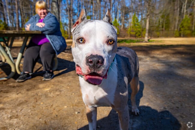 Bring dogs of all sizes to the Dorey Park Dog Park in Sandston for off-leash fun.