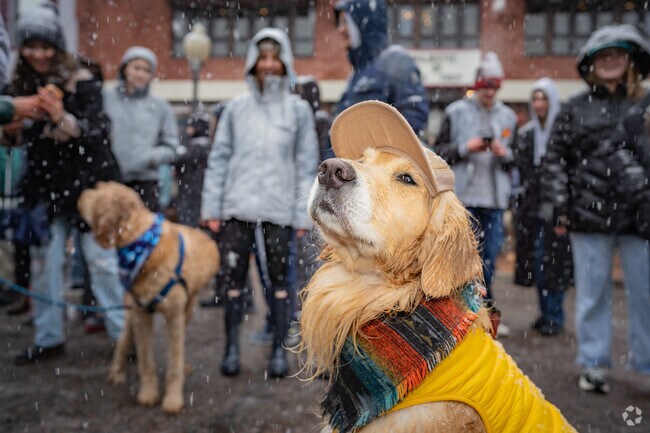 Well behaved and ready for their closeup, this Golden was the star of the show.