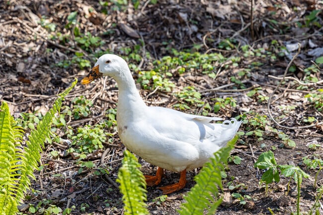 Explore duck varieties at Hamilton Forest's Benjamin Park Bog Garden.