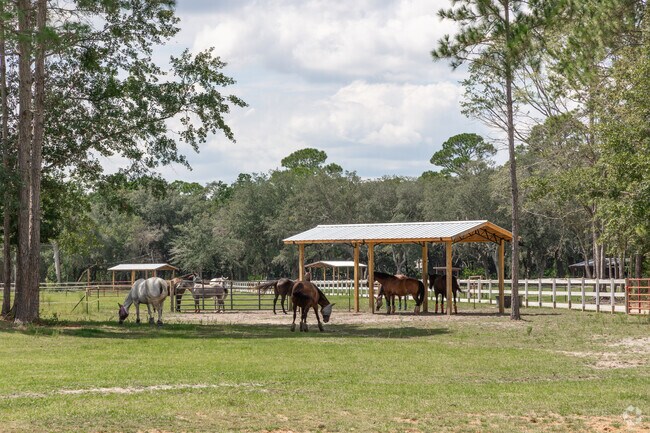 Horses enjoy idealic surroundings around the Navarre Equestrian Center on Holley’s west side.