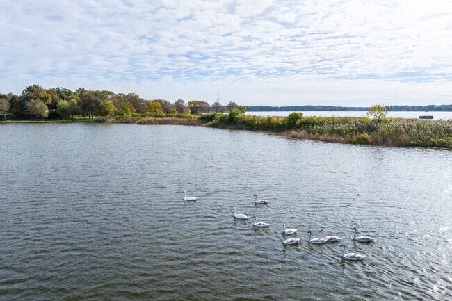 A group of swans swim across Miltmore Lake in Venetian Village.