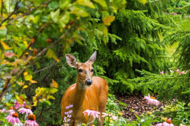 Wildlife are constantly passing through Congdon Park.