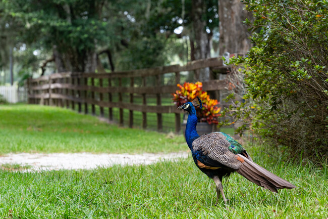 Peacock pets roam free in the neighborhoods of Wahoo.