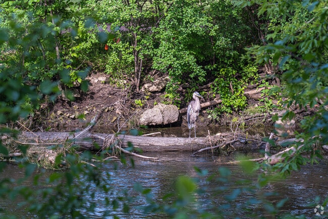 A Blue Heron rests on the West Branch of the DuPage River near the East Highland neighborhood.