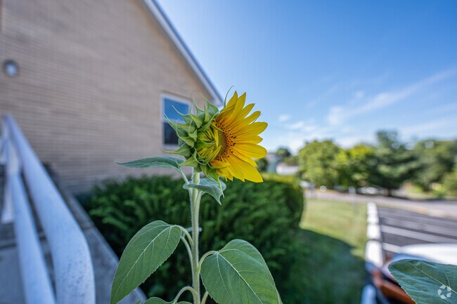 A sunflower tries to bloom outside a house of worship in Wiles Hill-Highland Park.