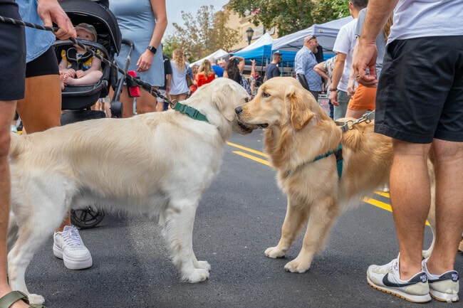 The West Reading Fall Fest, enjoyed by Springmont residents, is a pet-friendly community event.