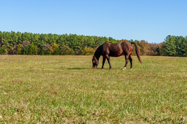 Brushy has many cattle and horse farms throughout the area.