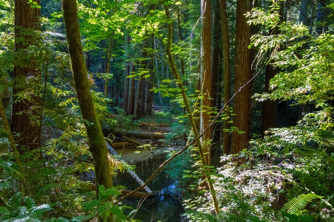 There are scenic views of California forests around every corner in Bonny Doon.