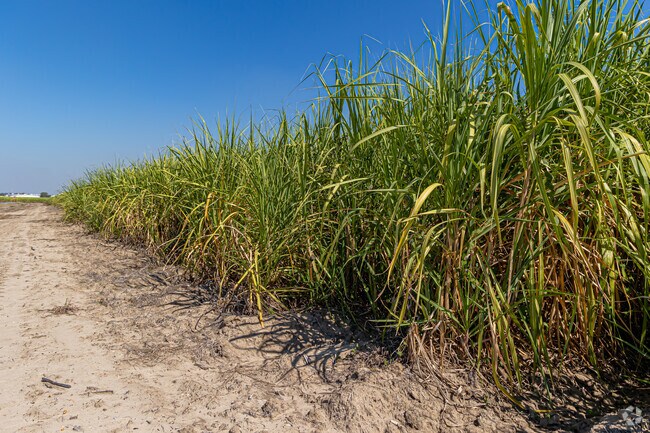 Sugarcane is vital to the local economy around Port Allen.